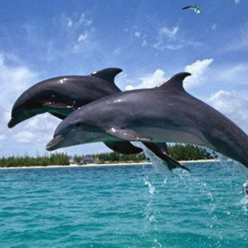 Dolphins in goa