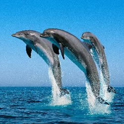 Dolphin Trip Goa Sightseeing